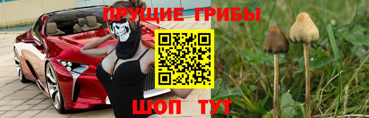 Галлюциногенные грибы MAGIC MUSHROOMS  Вход с VPN  Сатка 